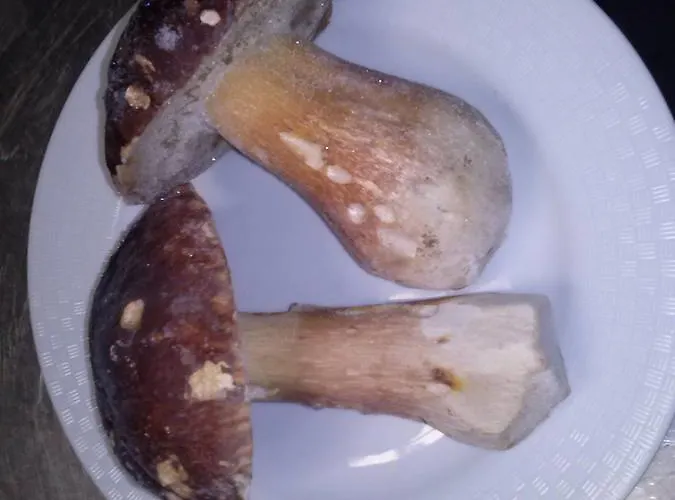 La Collinetta Sas 2*